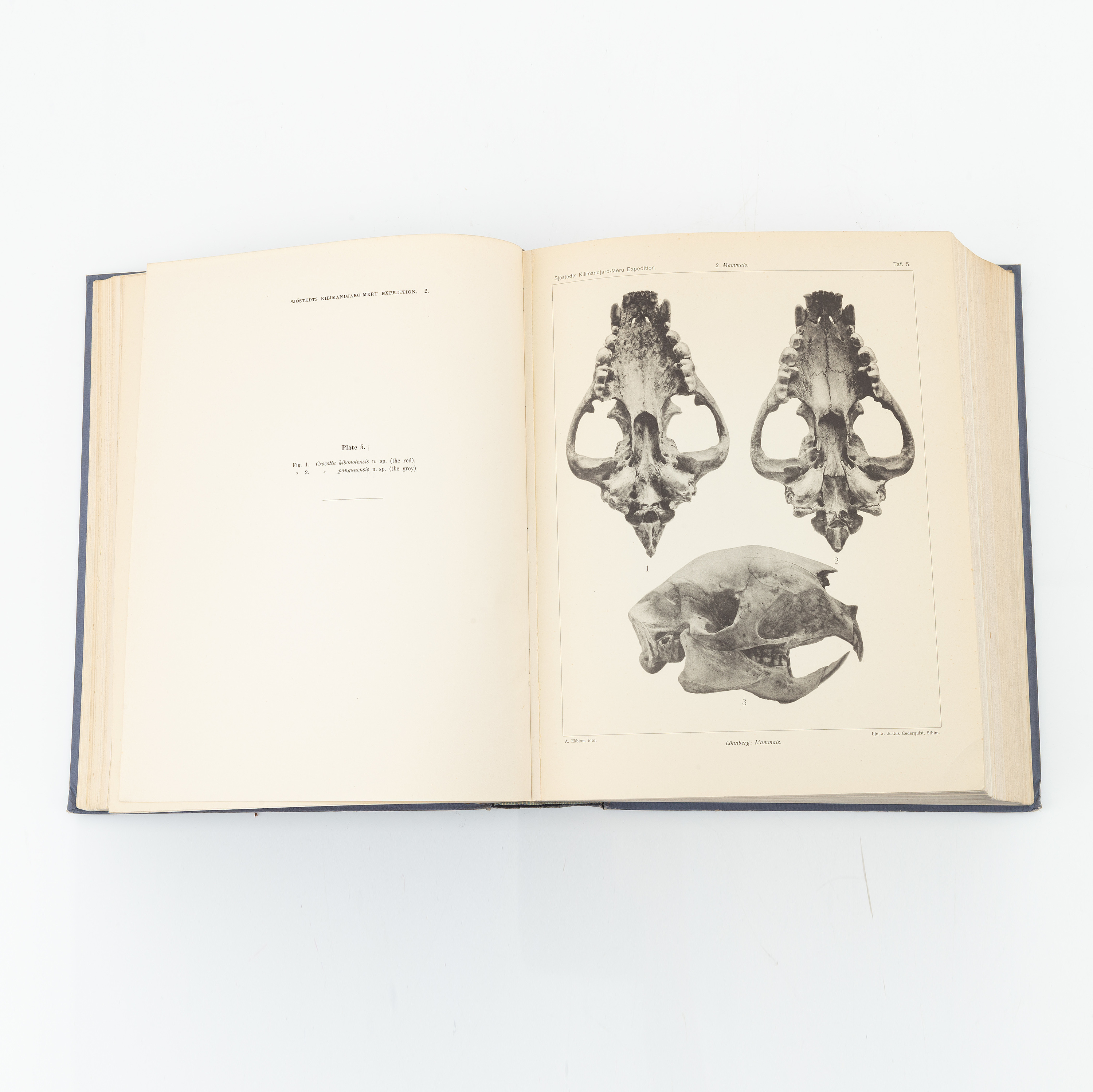 Yngve Sjöstedt, Zoologische Kilimandjaro-Meru Expedition 1905-1906, 3 ...