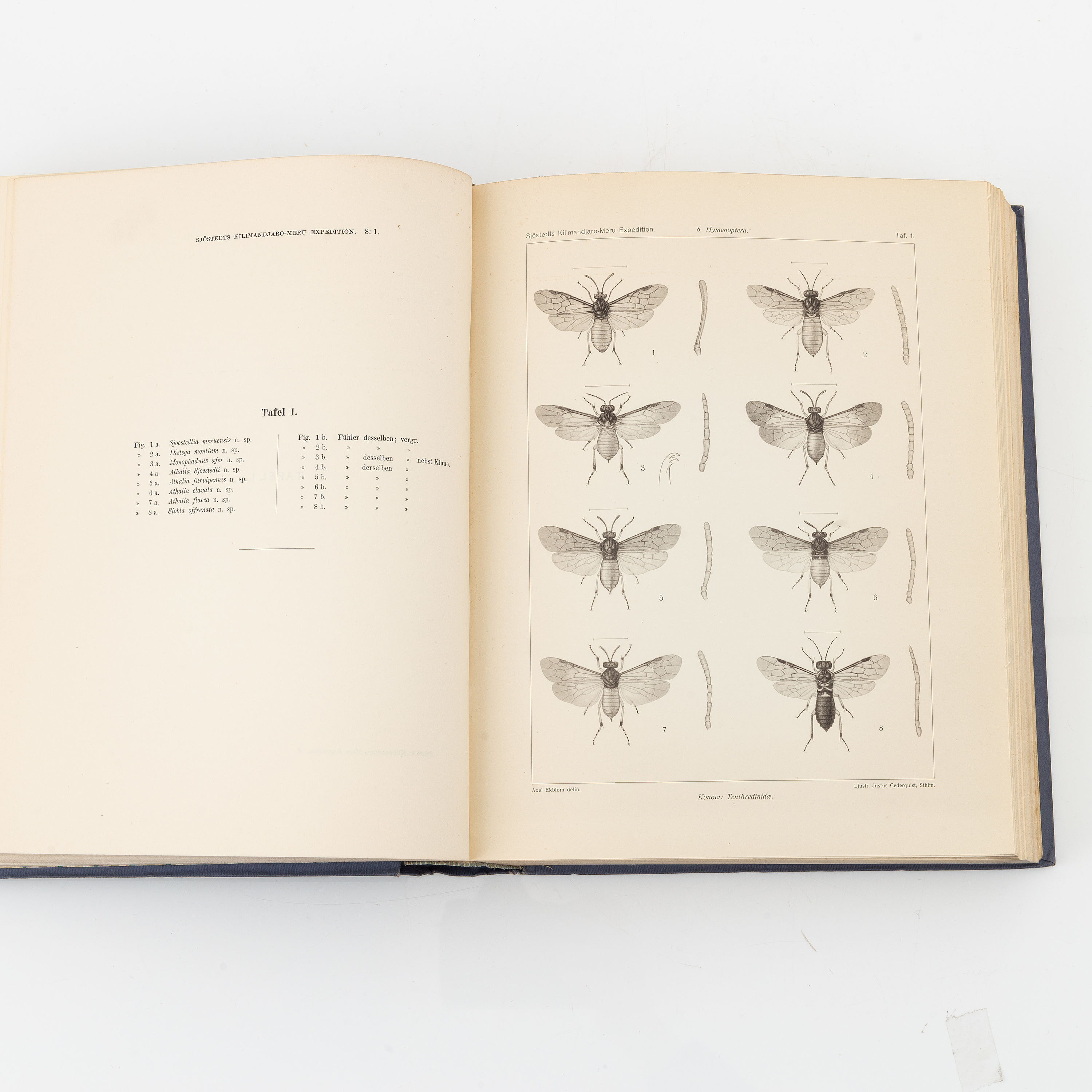 Yngve Sjöstedt, Zoologische Kilimandjaro-Meru Expedition 1905-1906, 3 ...