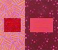 MARI RANTANEN, "According to who V". Diptyc...