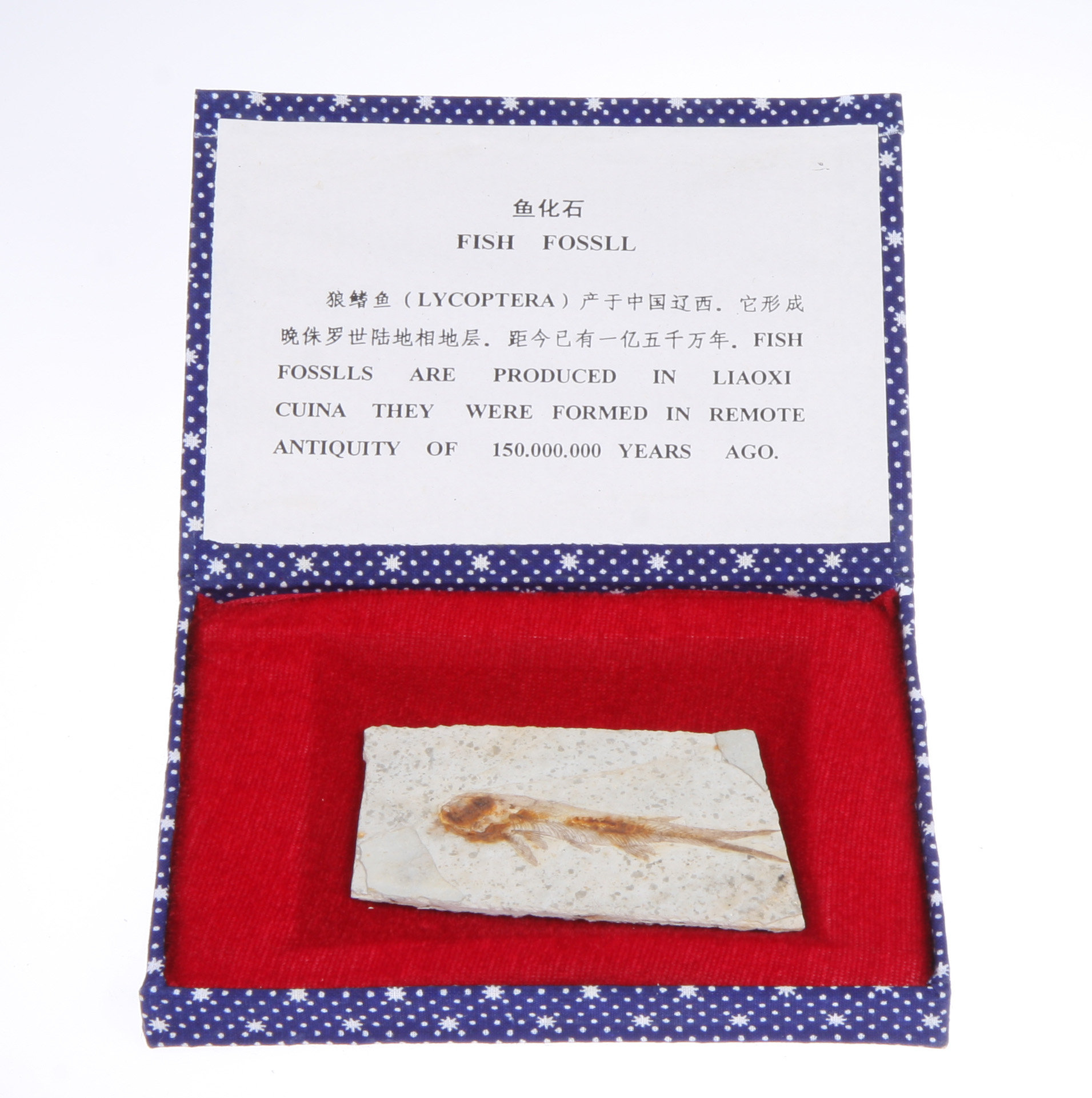 FISKFOSSIL Kina Ca 150 Miljoner r Gammal Bukowskis fiskfossil-kina-ca-150-miljoner-r-gammal-bukowskis