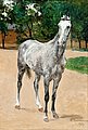 HUGO BACKMANSSON, THE GRAY HORSE. Sign. 190...