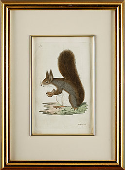 234229. JOHAN WILHELM PALMSTRUCH, gravyrer, 4 st, 1800-tal.