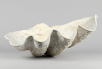 253057. FOSSIL, mussla.