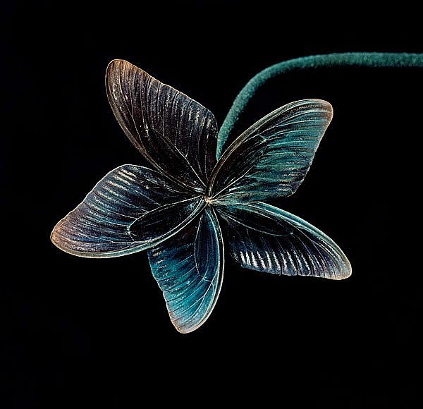 Nathalia Edenmont, "Love", 2005. Bukowskis