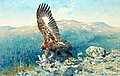 THURE WALLNER, Golden Eagle with prey. Sign...