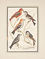 ALEXANDER WILSON, handkolorerad gravyr, 180...