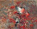 THURE WALLNER, Bullfinches in a rowan tree....