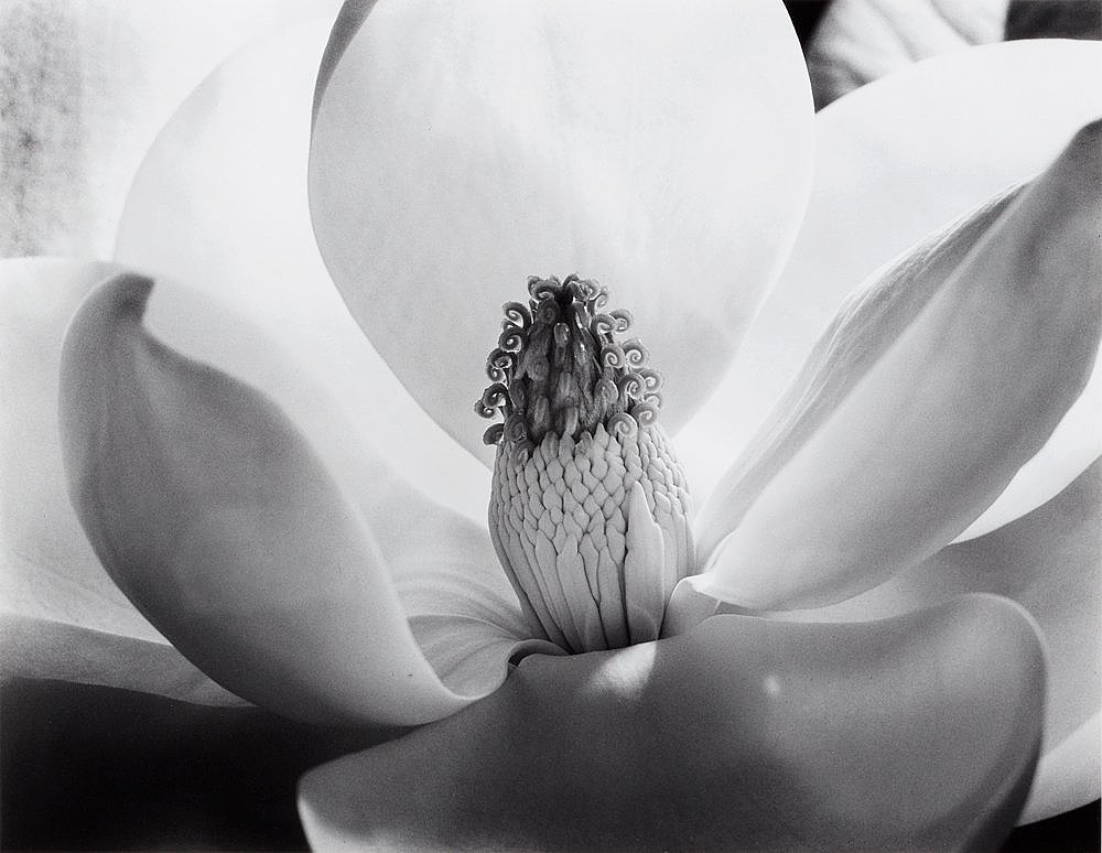 Imogen Cunningham Magnolia Blossom 1925 Bukowskis