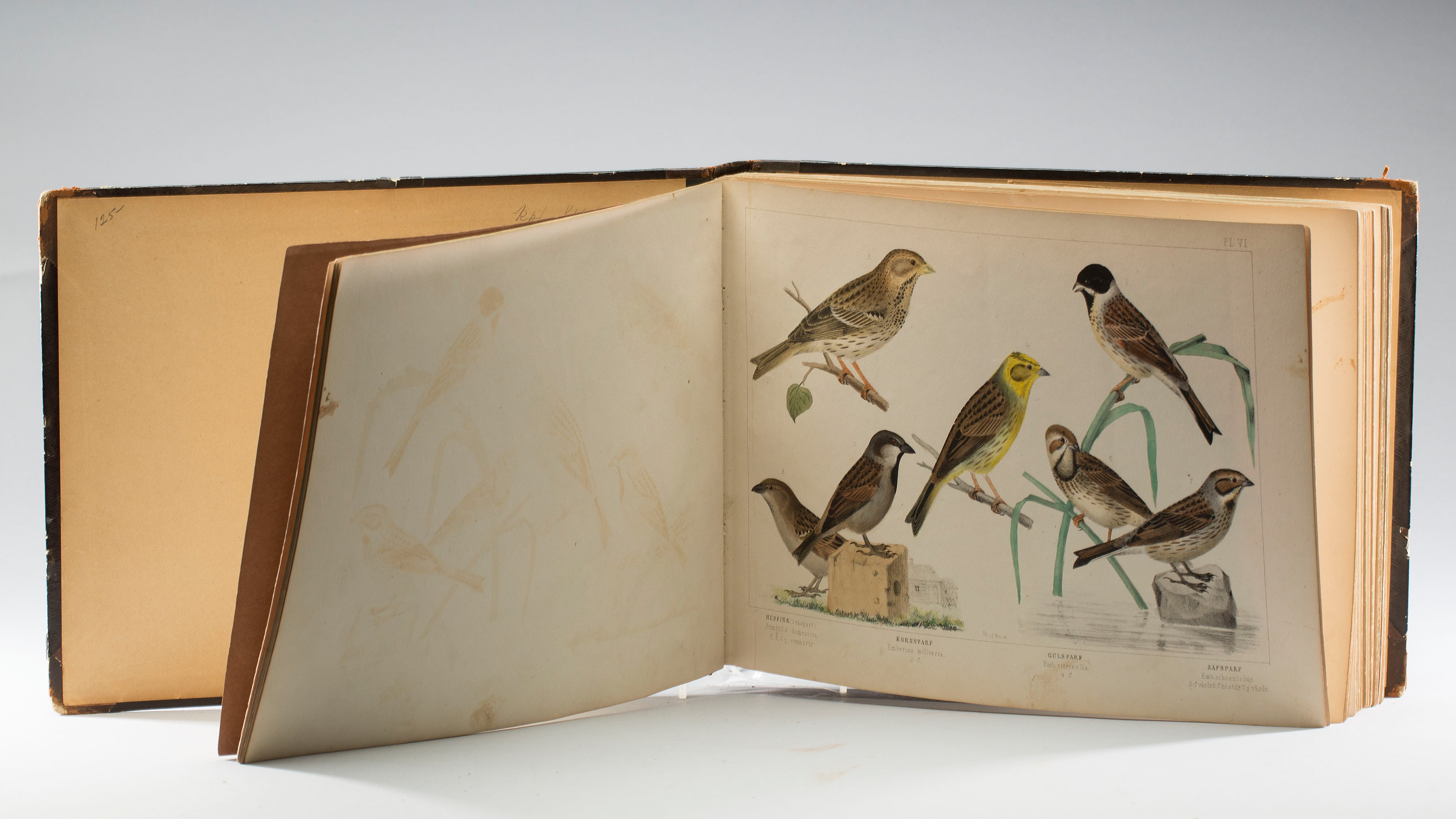 CARL JACOB SUNDEVALL, 