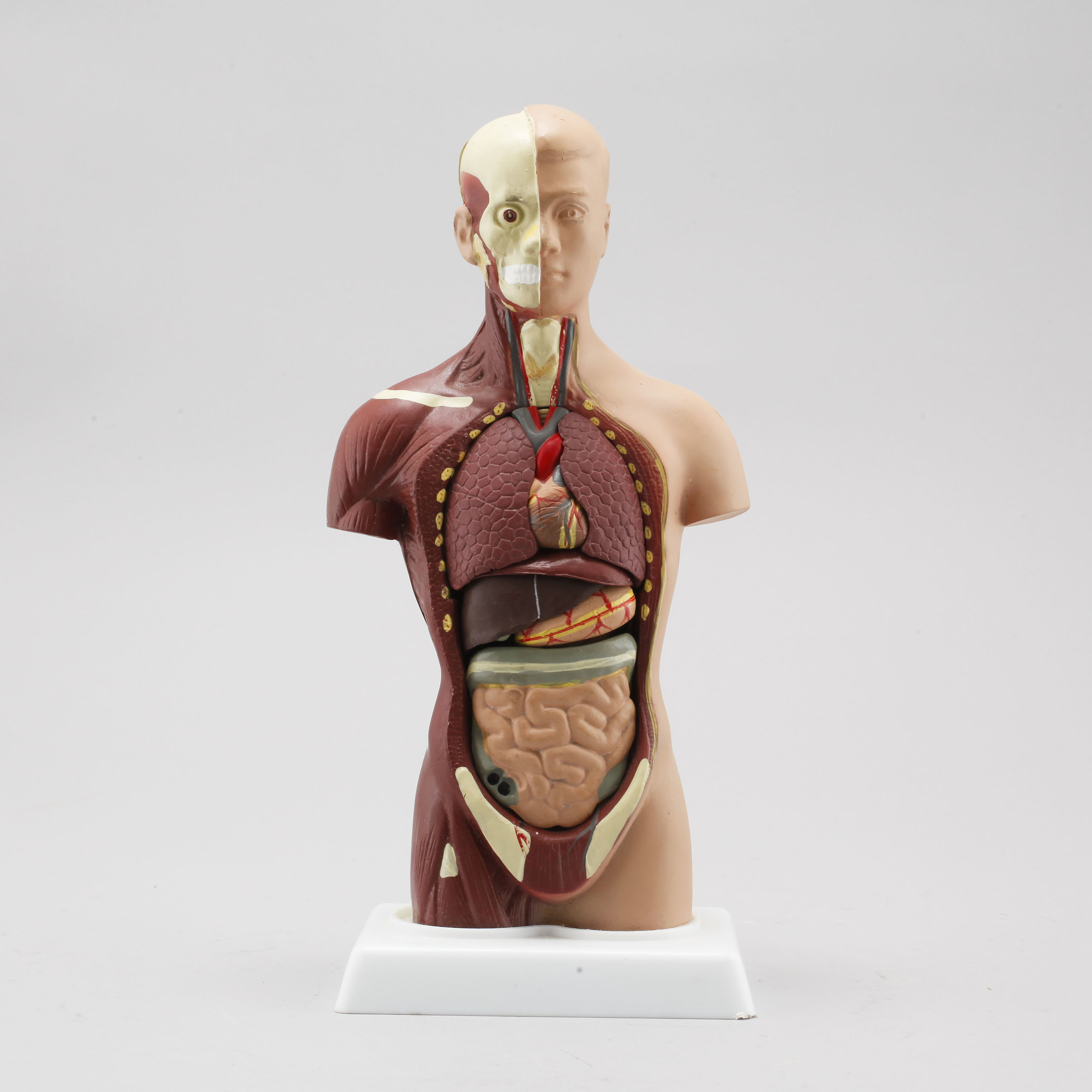 An anatomic model, second half of the 20th century. - Bukowskis