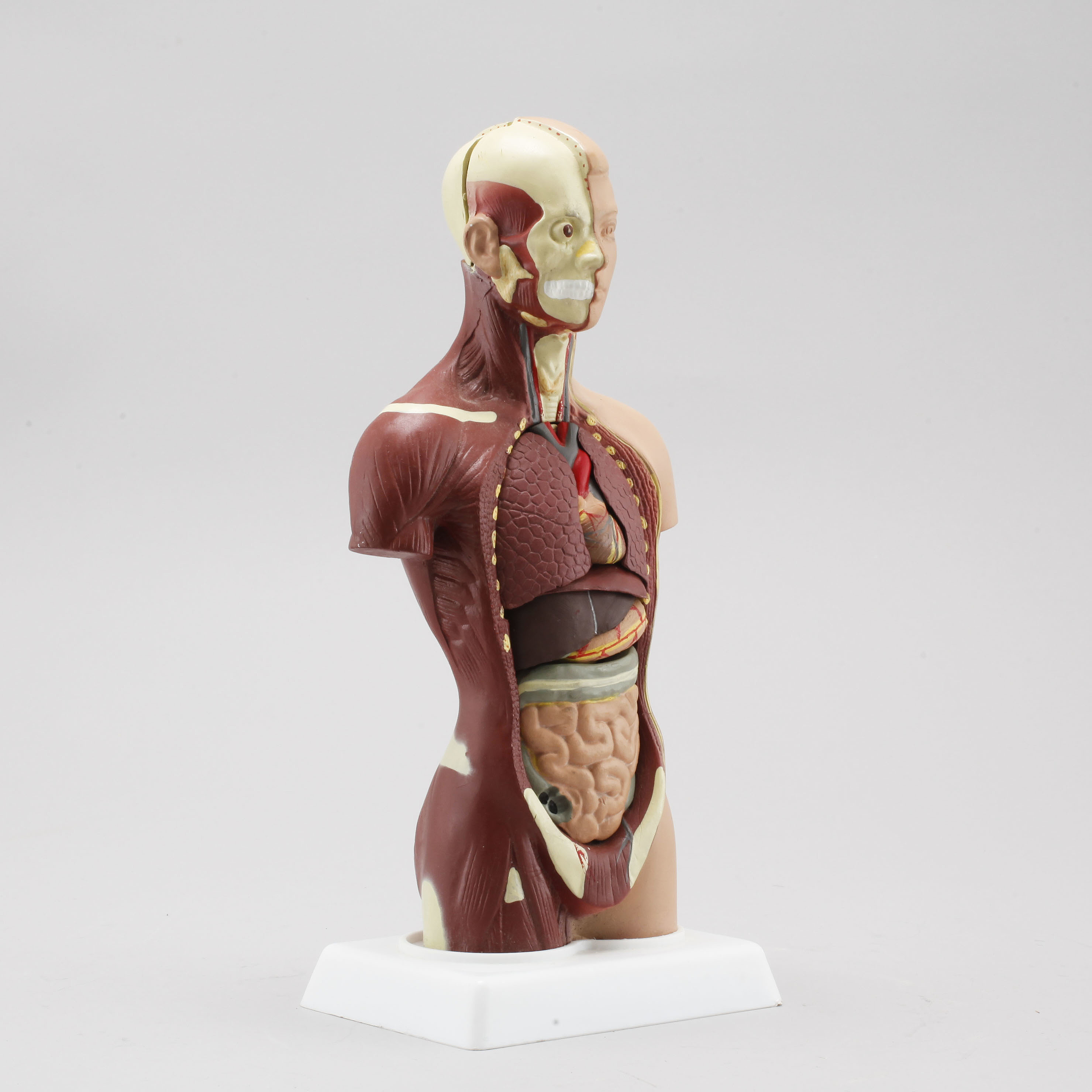 An anatomic model, second half of the 20th century. - Bukowskis